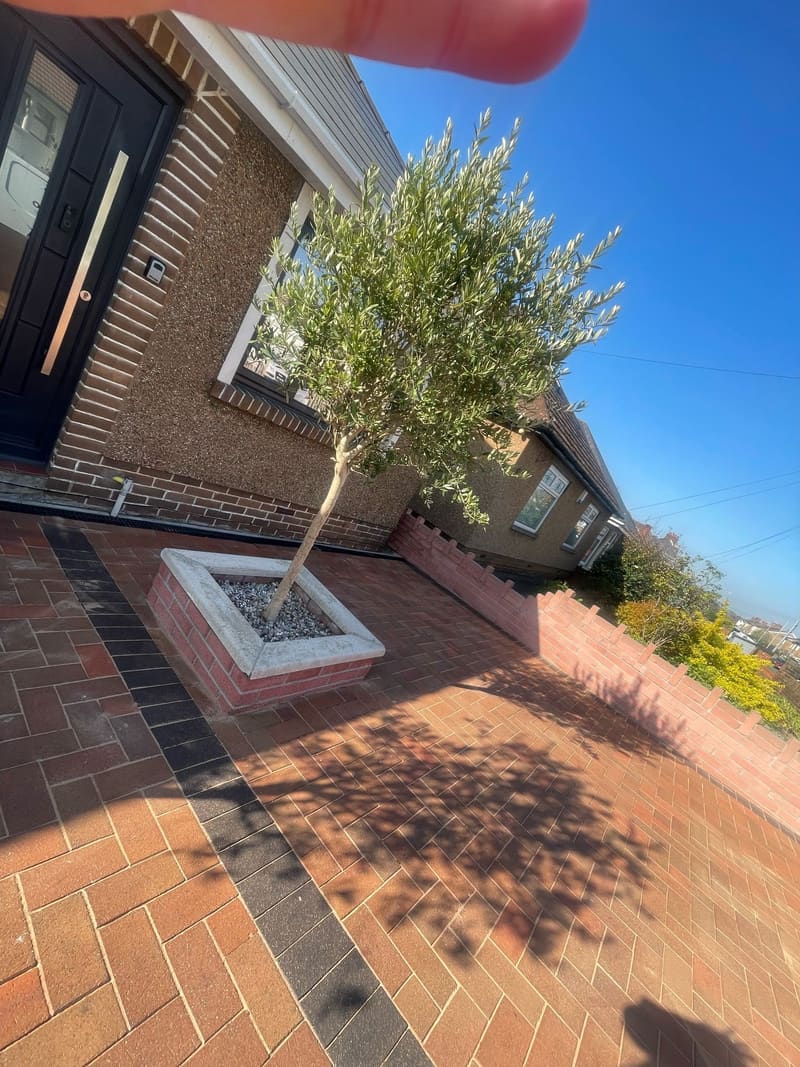 Small tree in a brick planter on a paved driveway