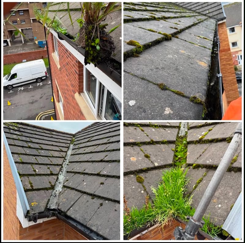 Roof gutters clogged with moss and plants before cleaning